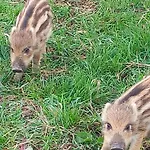 Domek alpejski Farm Haz Fonyód