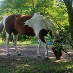 Farm Haz Alpehytte Fonyód