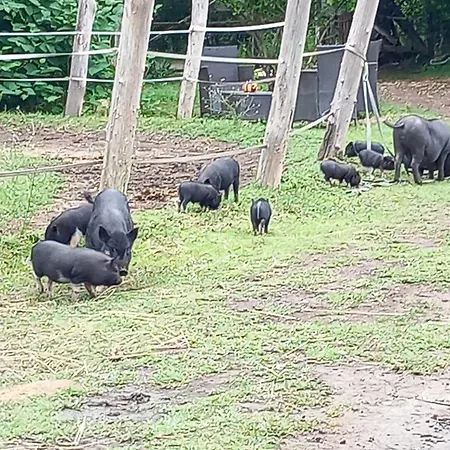 Chaletu Farm Haz