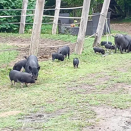 Chalet Farm Haz