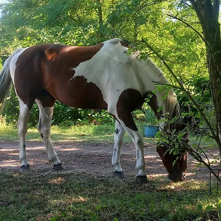 Farm Haz Chaletu Fonyód