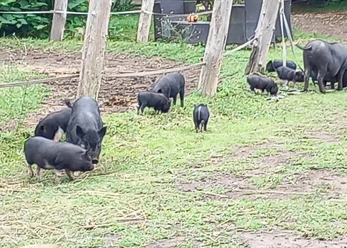 בקתה Farm Haz