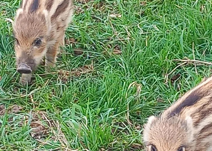 בקתה Farm Haz Fonyód