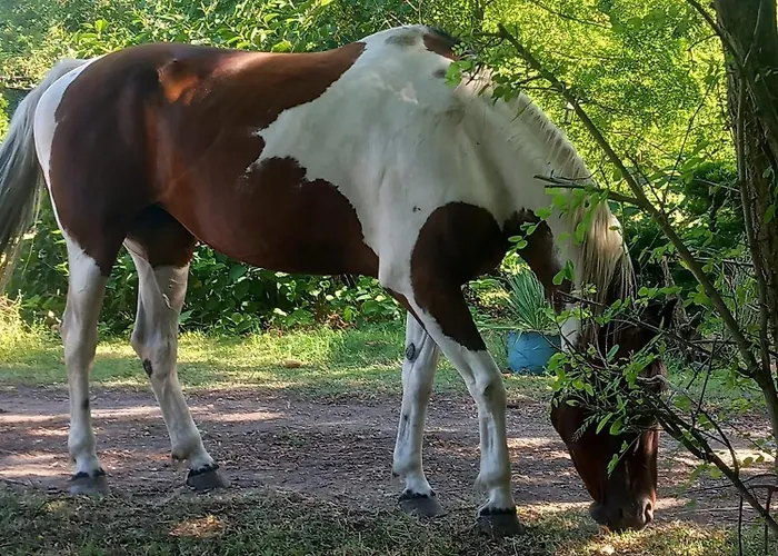 Farm Haz בקתה Fonyód